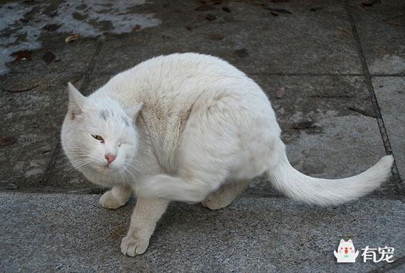 猫咪全身发红是怎么了（猫后腿无力是猫瘟）