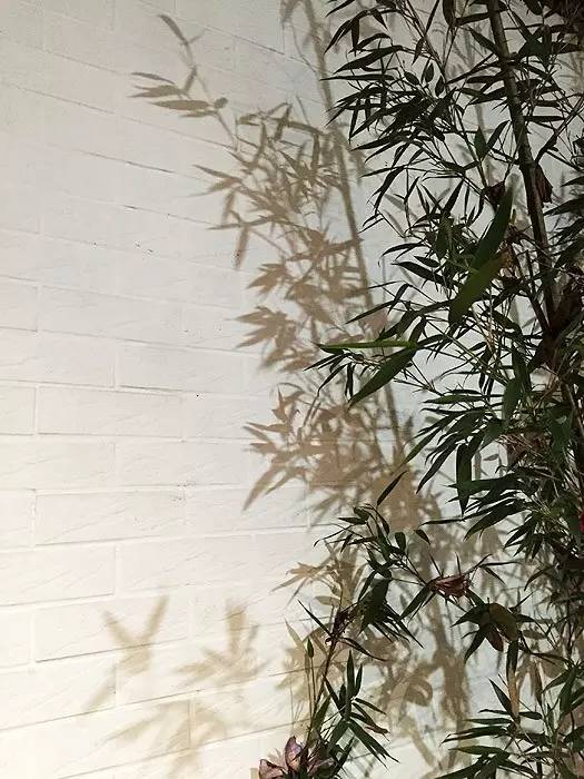 怎样画中国画樱花好看，怎样画中国画樱花好看又漂亮（怎样从零开始，画幅写意的国画）