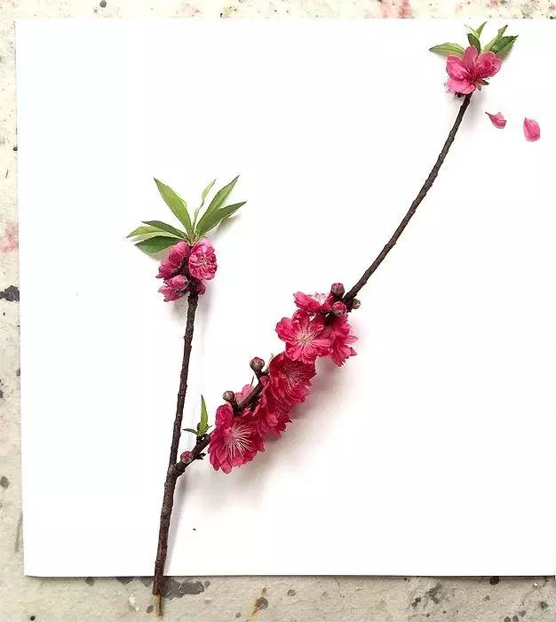 怎样画中国画樱花好看，怎样画中国画樱花好看又漂亮（怎样从零开始，画幅写意的国画）