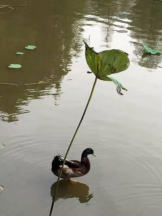 怎样画中国画樱花好看，怎样画中国画樱花好看又漂亮（怎样从零开始，画幅写意的国画）