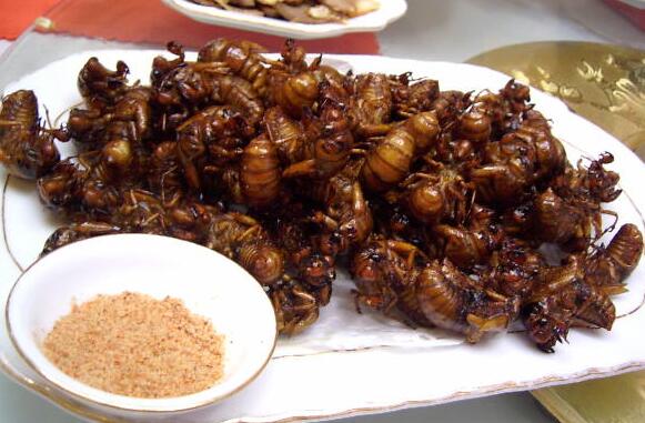 蚕蛹是什么的幼虫，蝉蛹的养殖方法（蝉蛹是什么东西）