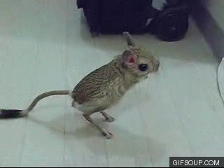 斑鼯猴儿童版(臭鼬放屁故事)