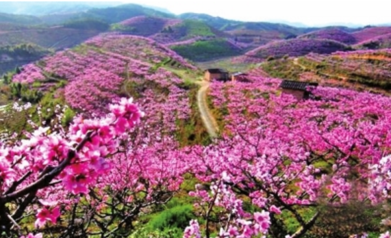 败坏你桃花运的6大风水禁忌 桃花运败财