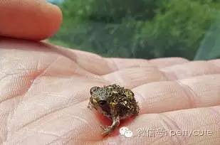 斑鼯猴儿童版(臭鼬放屁故事)
