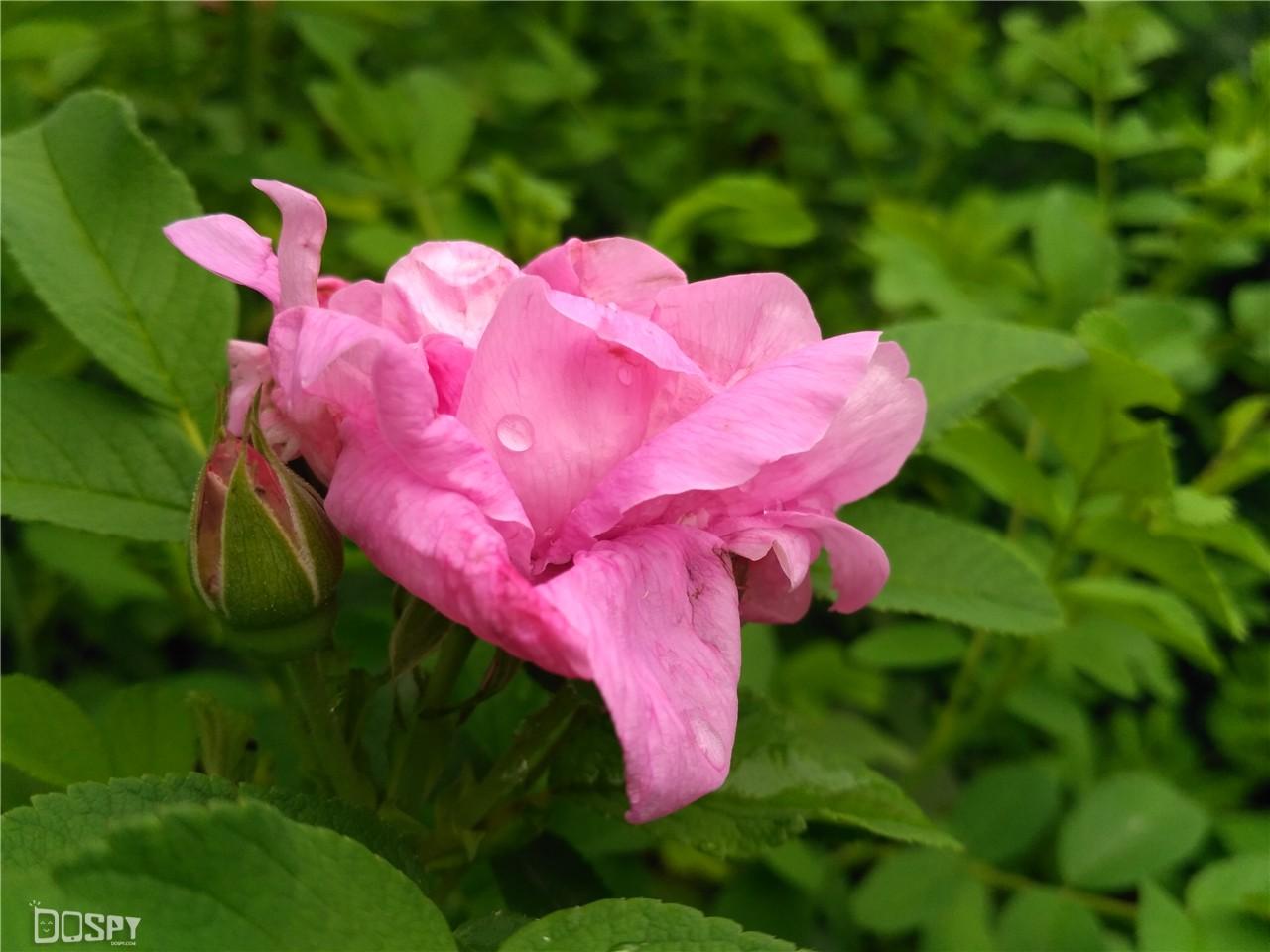 红米3s怎么样，红米3s为什么发不出去短信啊（8+指纹识别+4100mAh电池）