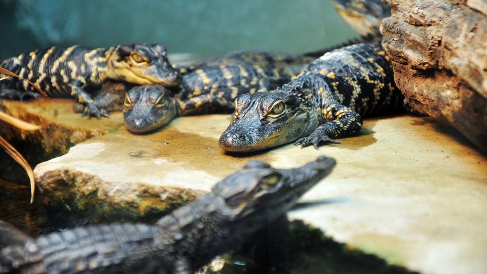 鳄鱼生活在哪里,鳄鱼哪里有(在美国佛罗里达州和百万只鳄鱼共同生活)_