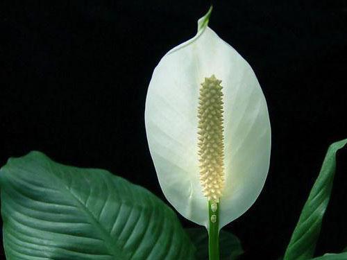 属猴的今年多大2022年，2022年属猴的多大年龄（未来5年霉运最少）