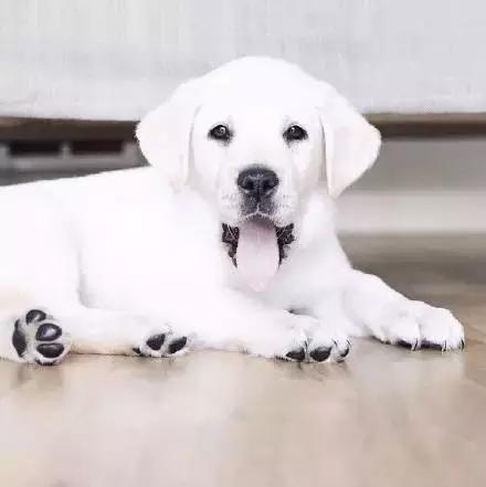 名犬拉布拉多有白色的吗,拉布拉多犬有纯白色吗(如此罕见的白色