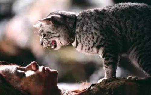 眼镜蛇风水代表什么，传说中最恶毒的三大诅咒