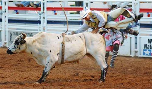 疯狂动物园都有什么野牛，疯狂动物园都有什么野牛的（西部牛仔竞技——人兽大战下的血腥杀戮）