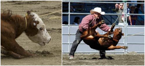 疯狂动物园都有什么野牛，疯狂动物园都有什么野牛的（西部牛仔竞技——人兽大战下的血腥杀戮）