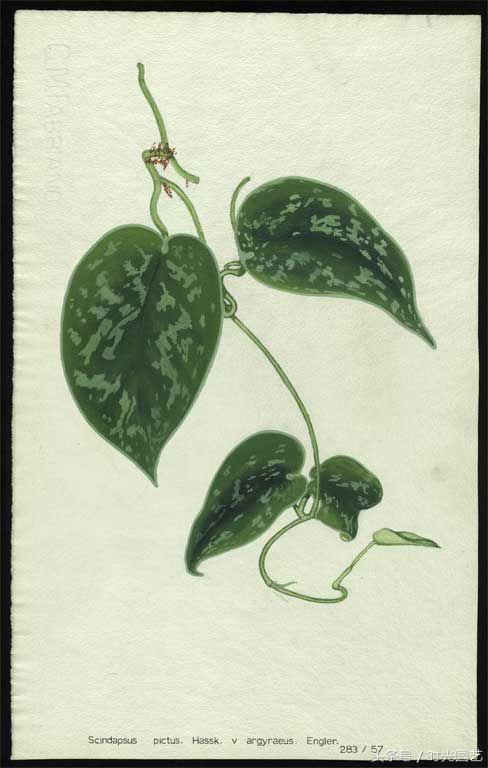 绿萝的外形描写，绿萝的特点和外貌如何描写（“”时光植物“”家居植物美学研究——“绿萝系列”）