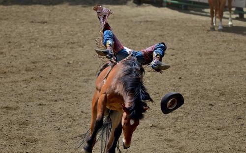 疯狂动物园都有什么野牛，疯狂动物园都有什么野牛的（西部牛仔竞技——人兽大战下的血腥杀戮）