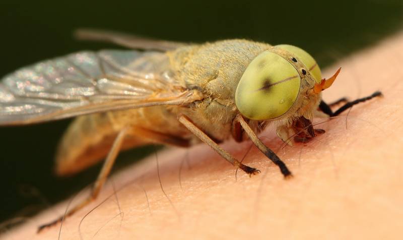 牛虻是什么意思，牛牤是什么（人畜皆害的吸血虫--牛虻）