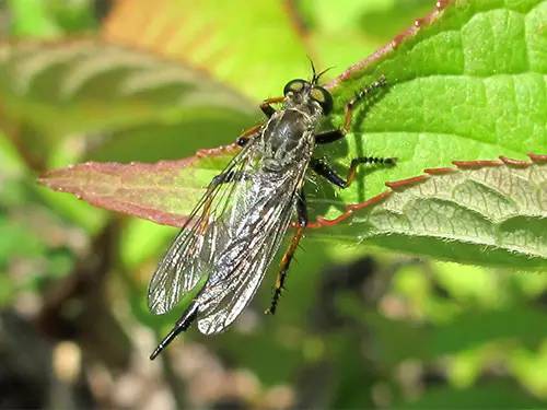 牛虻是什么意思，牛牤是什么（人畜皆害的吸血虫--牛虻）