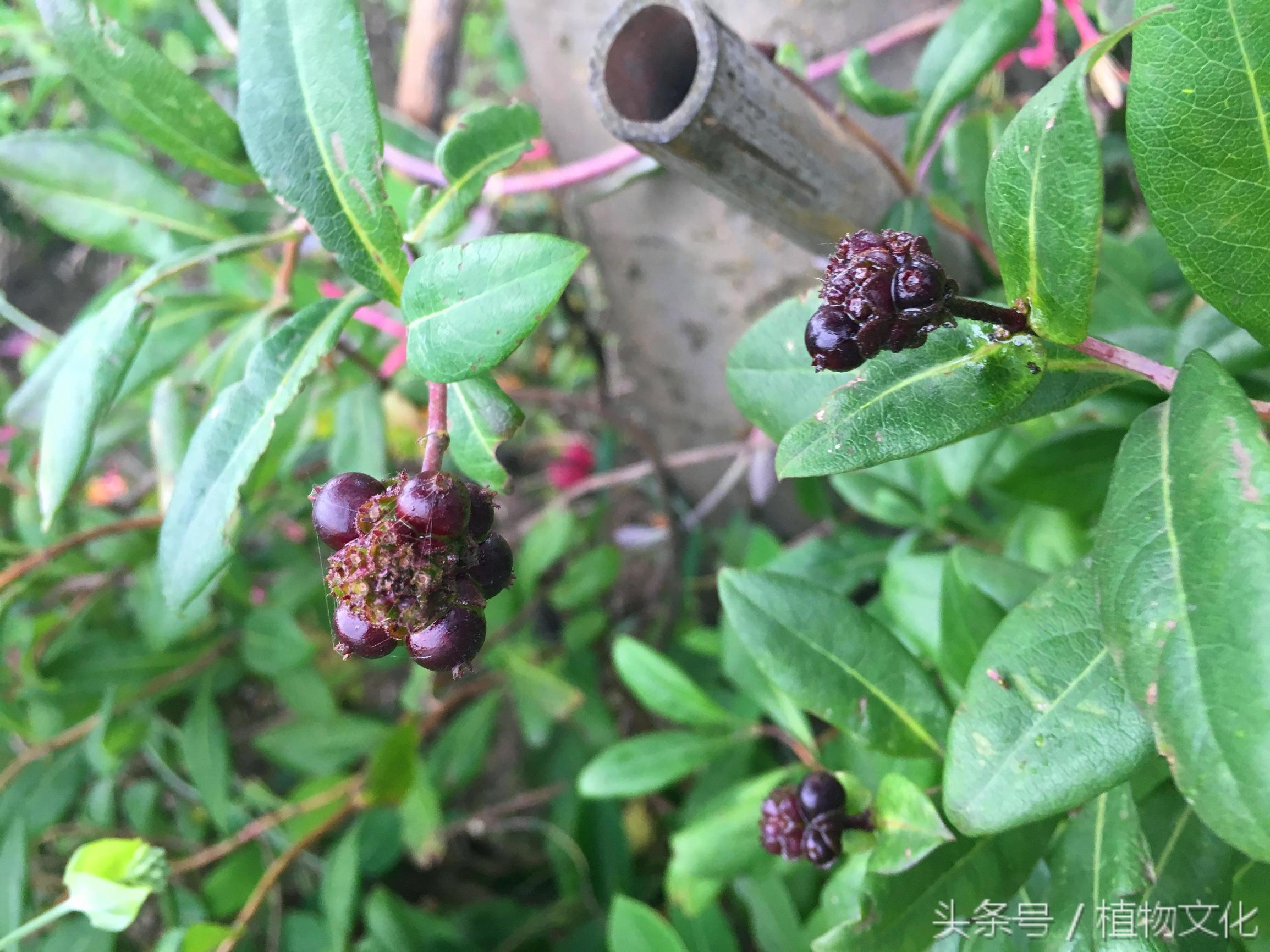 金银花还有一个名字叫什么，金银花茶图片（原来还有红色的金银花）