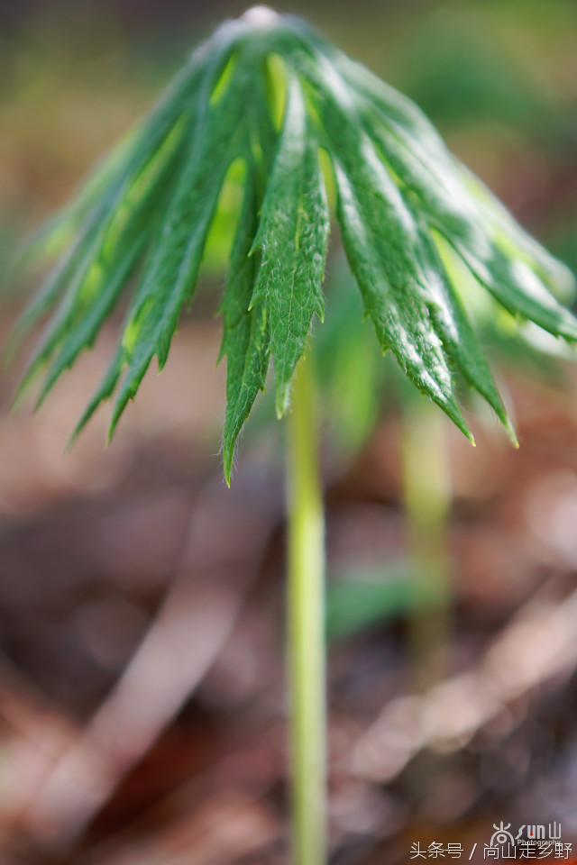 兔兒傘是指什麼,兔子的傘是什麼(雖不能為你擋風遮雨)