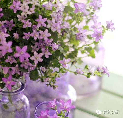 薰衣草怎么做干花，干花制作居然这么简单