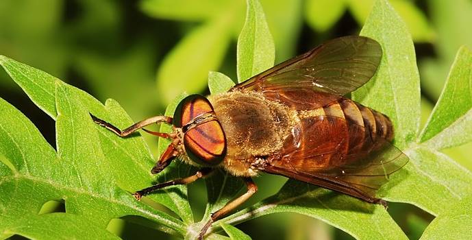 牛虻是什么意思,牛牤是什么(人畜皆害的吸血虫--牛虻)