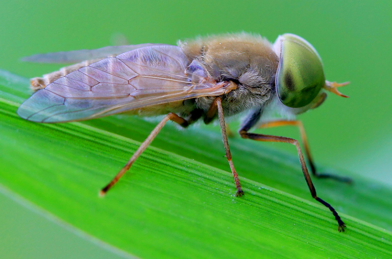 牛虻是什么意思,牛牤是什么(人畜皆害的吸血虫--牛虻)