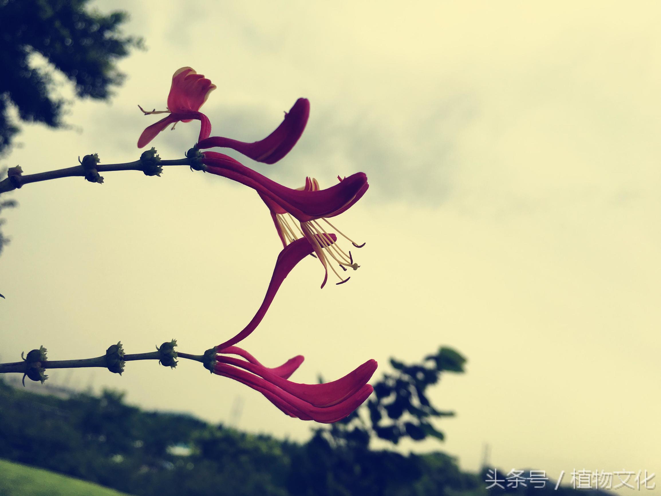 金银花还有一个名字叫什么，金银花茶图片（原来还有红色的金银花）