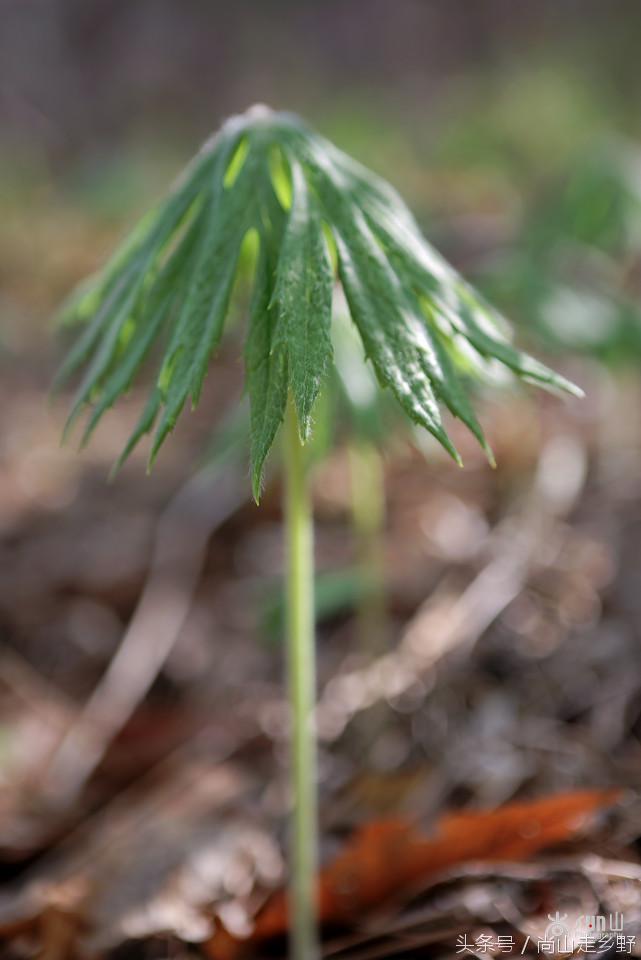 兔儿伞是指什么,兔子的伞是什么(虽不能为你挡风遮雨)