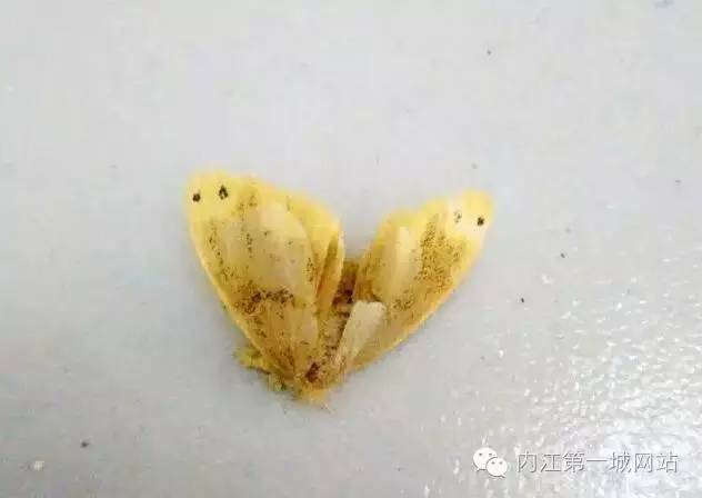 关于茶黄毒蛾介绍，黄绿枯叶蛾有毒吗（内江威远惊现黄色有“毒”飞蛾）