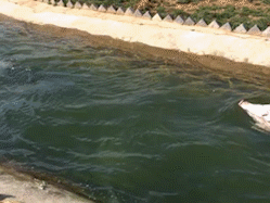 猪会游泳吗 猪是否会游泳的解析，猪会游泳吗（为什么很多动物不用学就会游泳）