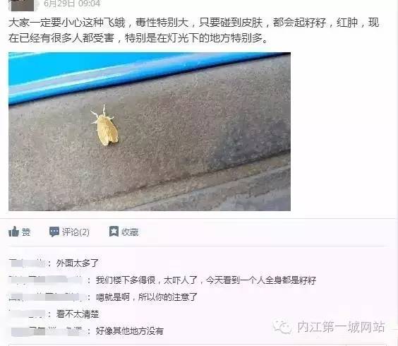 关于茶黄毒蛾介绍，黄绿枯叶蛾有毒吗（内江威远惊现黄色有“毒”飞蛾）