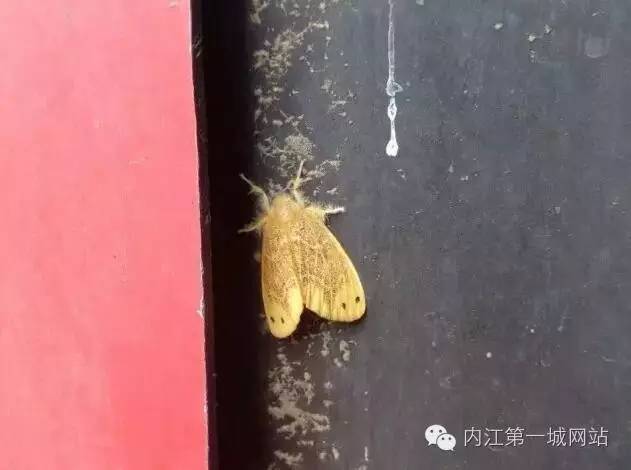 关于茶黄毒蛾介绍，黄绿枯叶蛾有毒吗（内江威远惊现黄色有“毒”飞蛾）