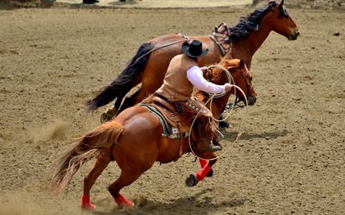 疯狂动物园都有什么野牛，疯狂动物园都有什么野牛的（西部牛仔竞技——人兽大战下的血腥杀戮）
