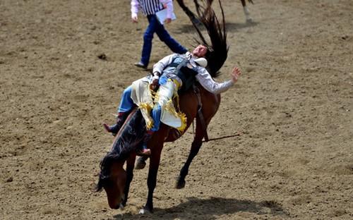 疯狂动物园都有什么野牛，疯狂动物园都有什么野牛的（西部牛仔竞技——人兽大战下的血腥杀戮）
