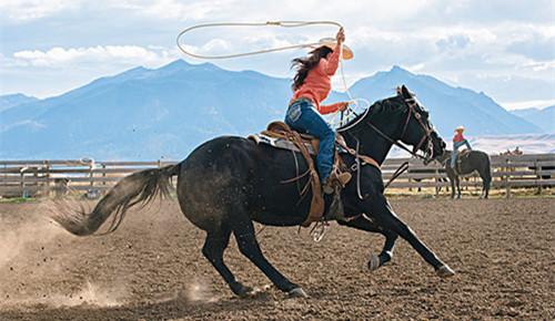 疯狂动物园都有什么野牛，疯狂动物园都有什么野牛的（西部牛仔竞技——人兽大战下的血腥杀戮）