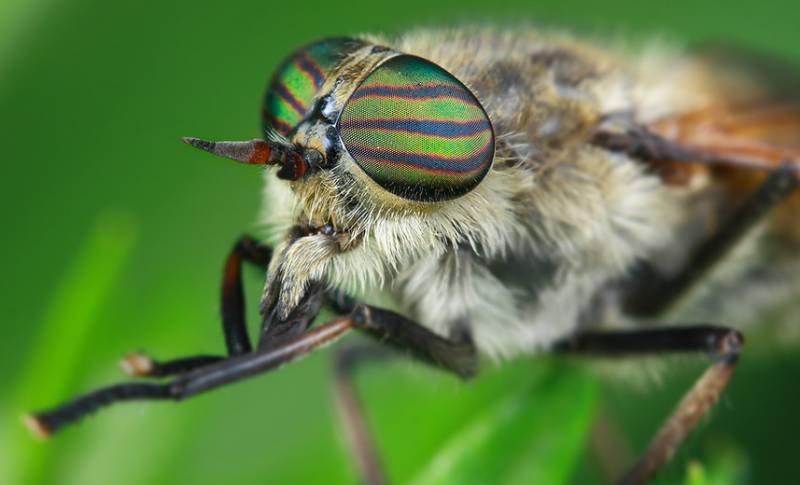 牛虻是什么意思，牛牤是什么（人畜皆害的吸血虫--牛虻）