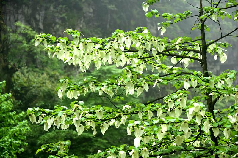 昭通市花是什么花，南通哪里有花（彝良“植物活化石”珙桐花开）