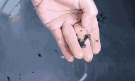 白醋和小苏打清洗洗衣机顺序，白醋和小苏打清洗洗衣机顺序视频（洗衣机里倒点这个）