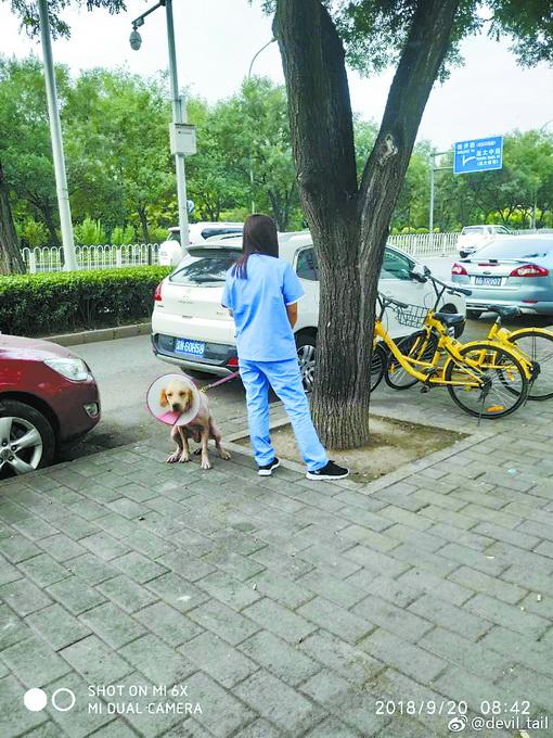 宠物店如何清理狗屎的地方（宠物店清理狗屎的实用技巧）