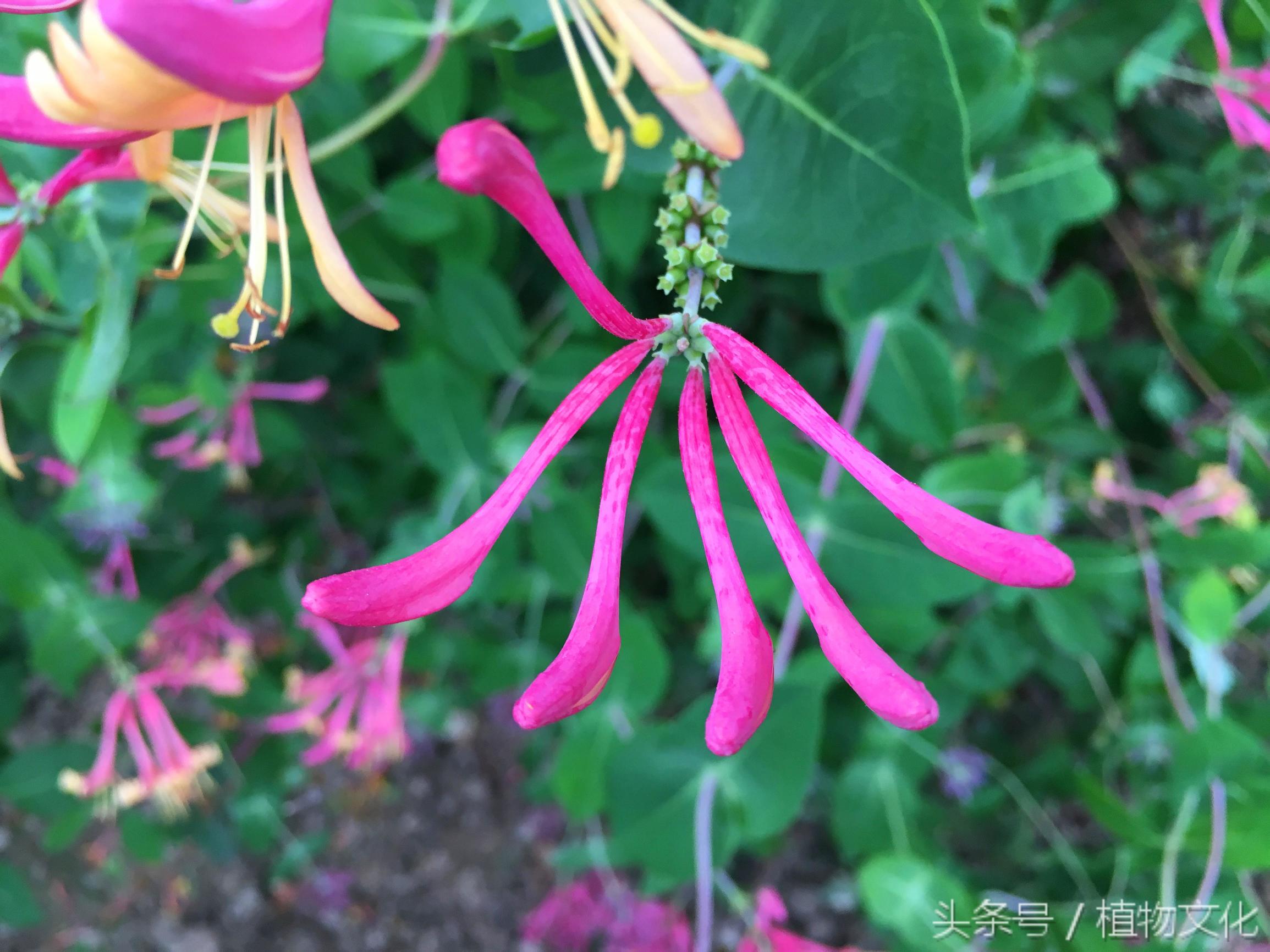 金银花还有一个名字叫什么，金银花茶图片（原来还有红色的金银花）
