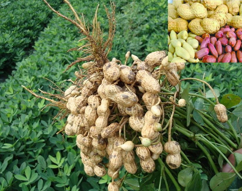 麻屋子红帐子里面住个白胖子谜语，麻屋子红帐子白胖子分别指什么（里面睡个白胖子。还记得是什么吗）