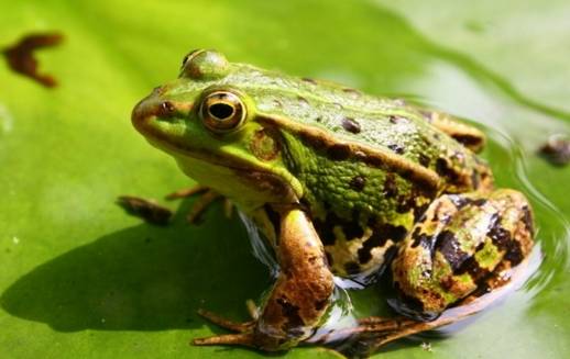 简笔画之如何画带草帽的农民，儿童绘画草帽简笔画（听故事、学知识、画简笔画——小青蛙）