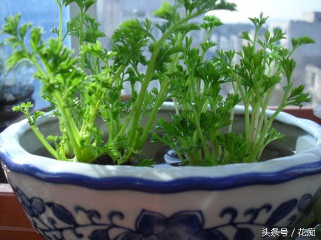 生菜籽粉的药用价值，黑芝麻对接骨有好处吗（把蔬菜做成盆景）