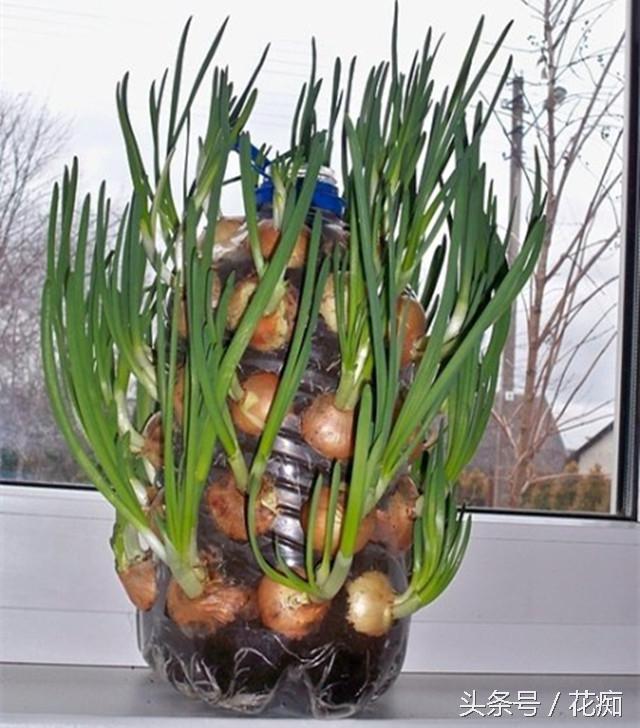 生菜籽粉的药用价值，黑芝麻对接骨有好处吗（把蔬菜做成盆景）