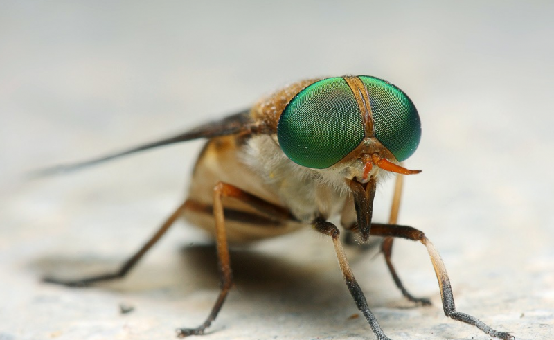 牛虻是什么意思,牛牤是什么(人畜皆害的吸血虫--牛虻)
