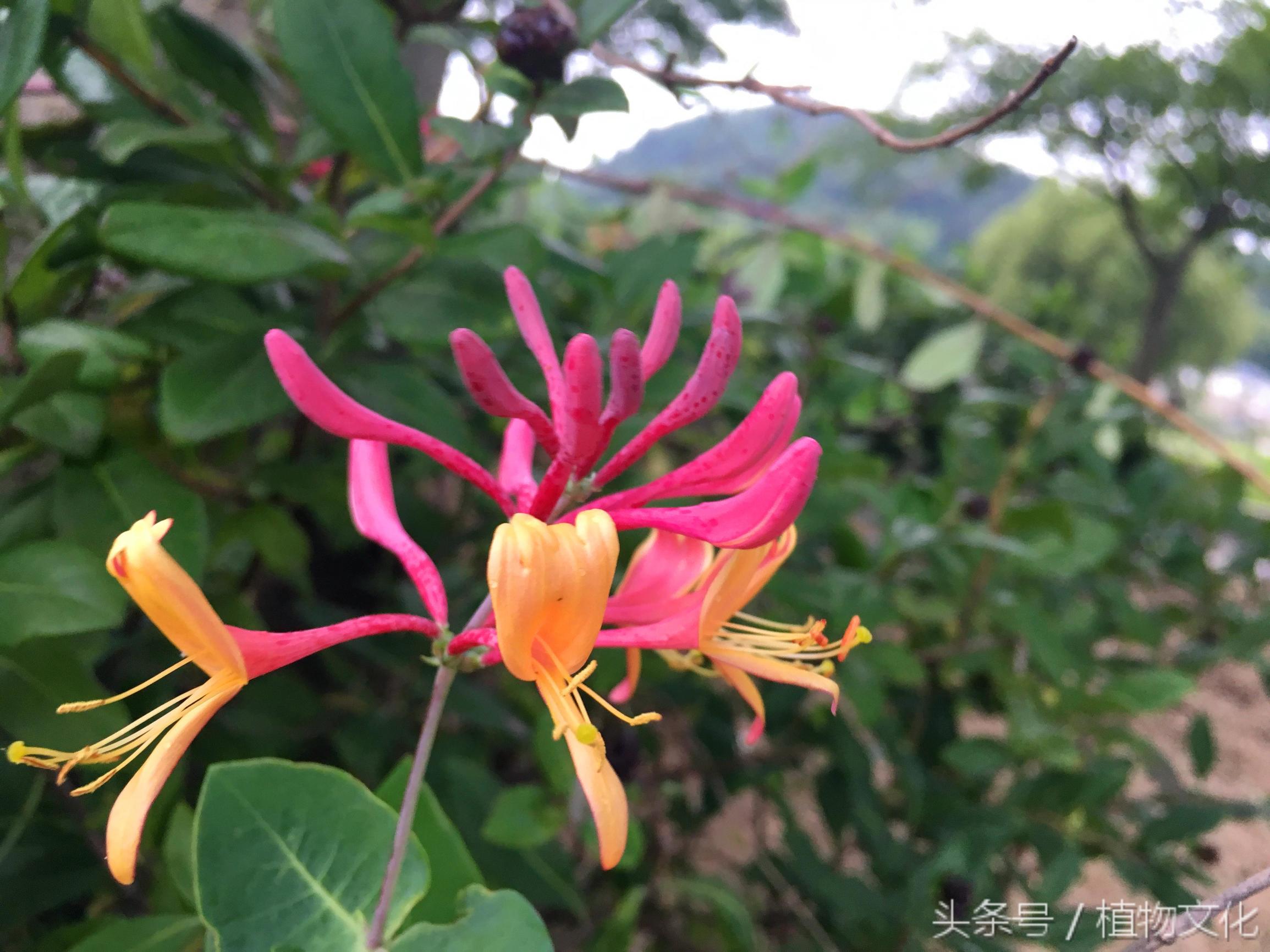 金银花还有一个名字叫什么，金银花茶图片（原来还有红色的金银花）