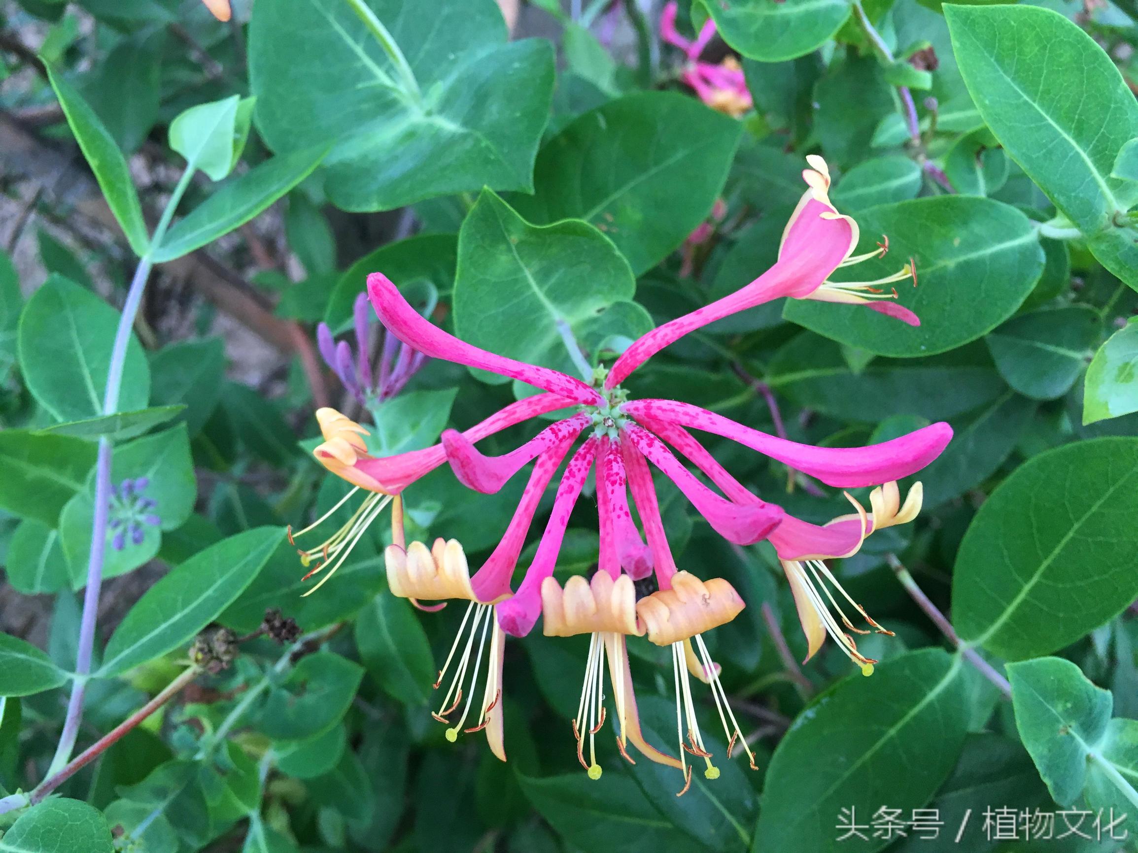 金银花还有一个名字叫什么，金银花茶图片（原来还有红色的金银花）