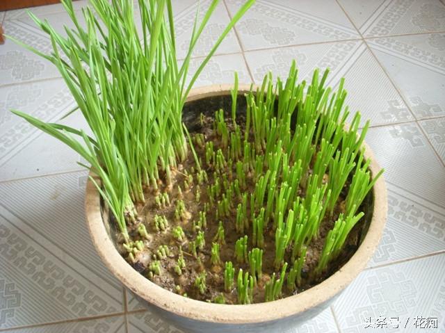 生菜籽粉的药用价值，黑芝麻对接骨有好处吗（把蔬菜做成盆景）