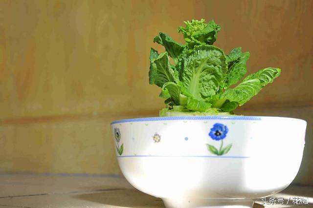 生菜籽粉的药用价值，黑芝麻对接骨有好处吗（把蔬菜做成盆景）