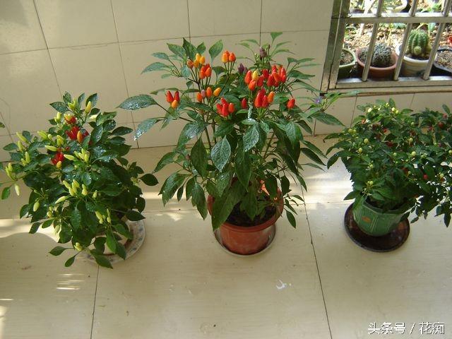 生菜籽粉的药用价值，黑芝麻对接骨有好处吗（把蔬菜做成盆景）