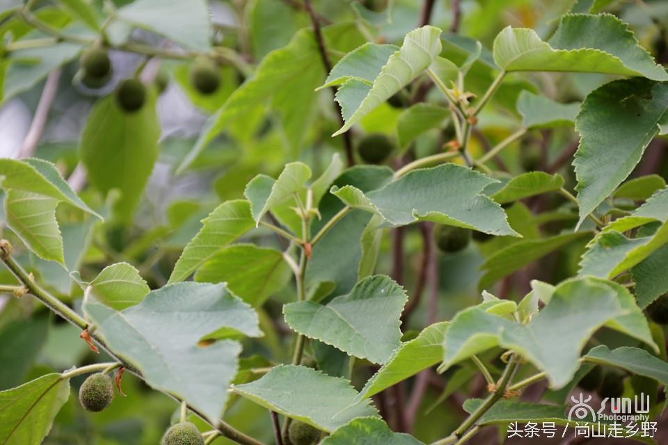 楮实子的功效与作用，楮实子性味归经（山野里无人采摘的这种红果子）