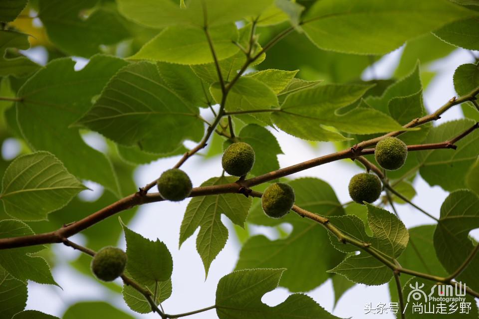 楮实子的功效与作用，楮实子性味归经（山野里无人采摘的这种红果子）